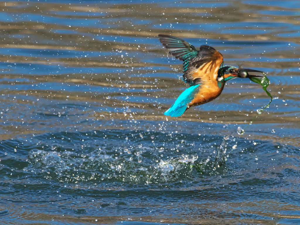 浮上 424-2（父親）