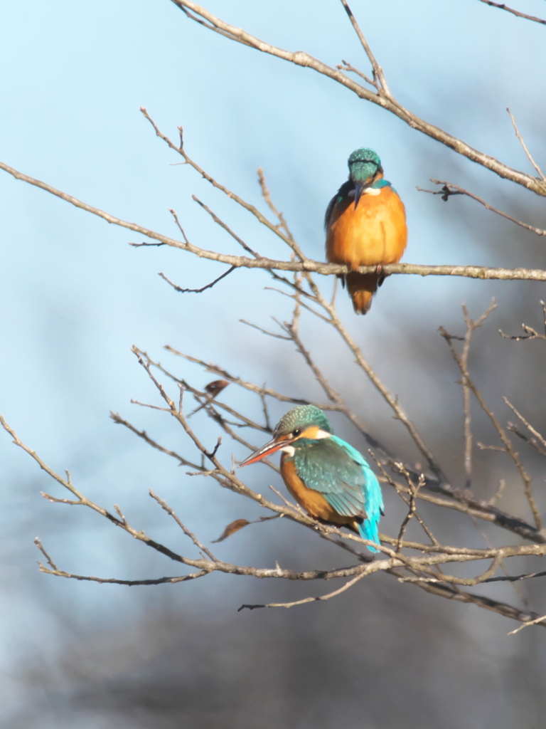 止り木 129（嫁候補と父親）