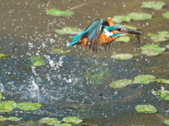 浮上 459（父親）