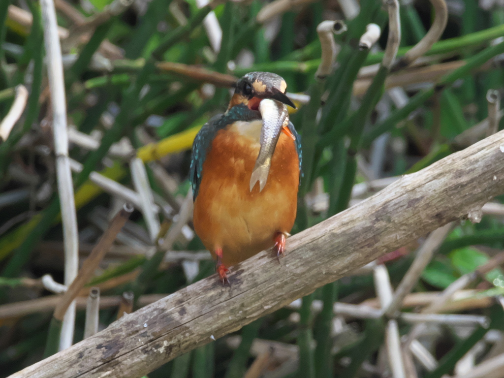 止り木 43-3（嫁候補 お魚食べます）