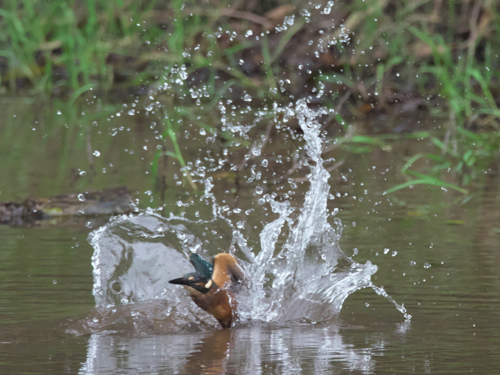 浮上 30-1（雛）