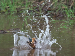 浮上 30-1（雛）