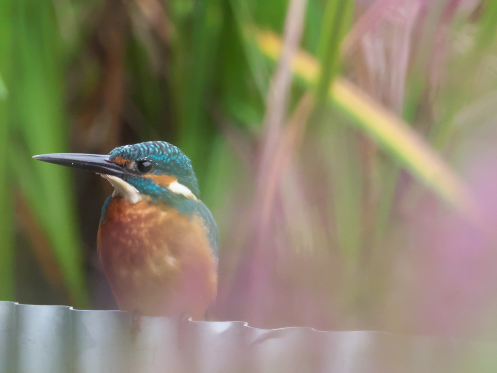 止り木 40（父親）