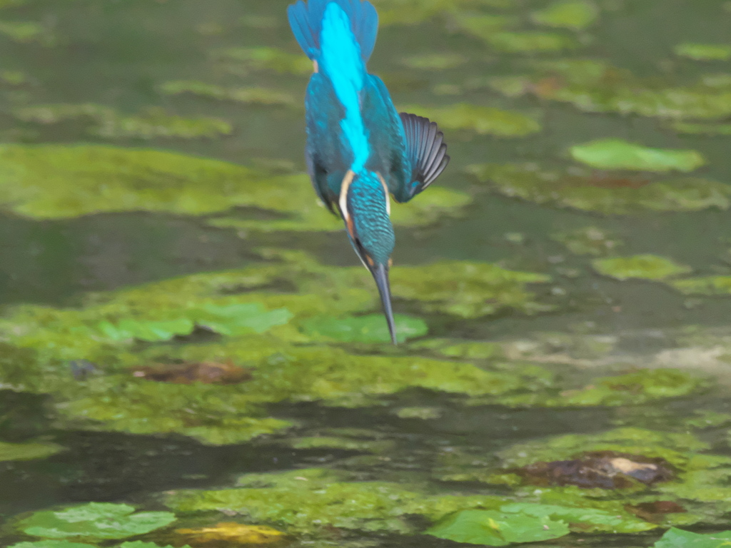 飛び込みシーケンス 26-1（父親）