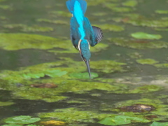 飛び込みシーケンス 26-1（父親）