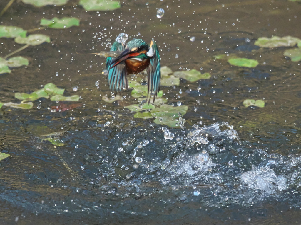 浮上 460-3（父親）