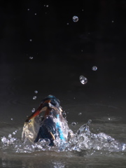 浮上 184-1（嫁候補）