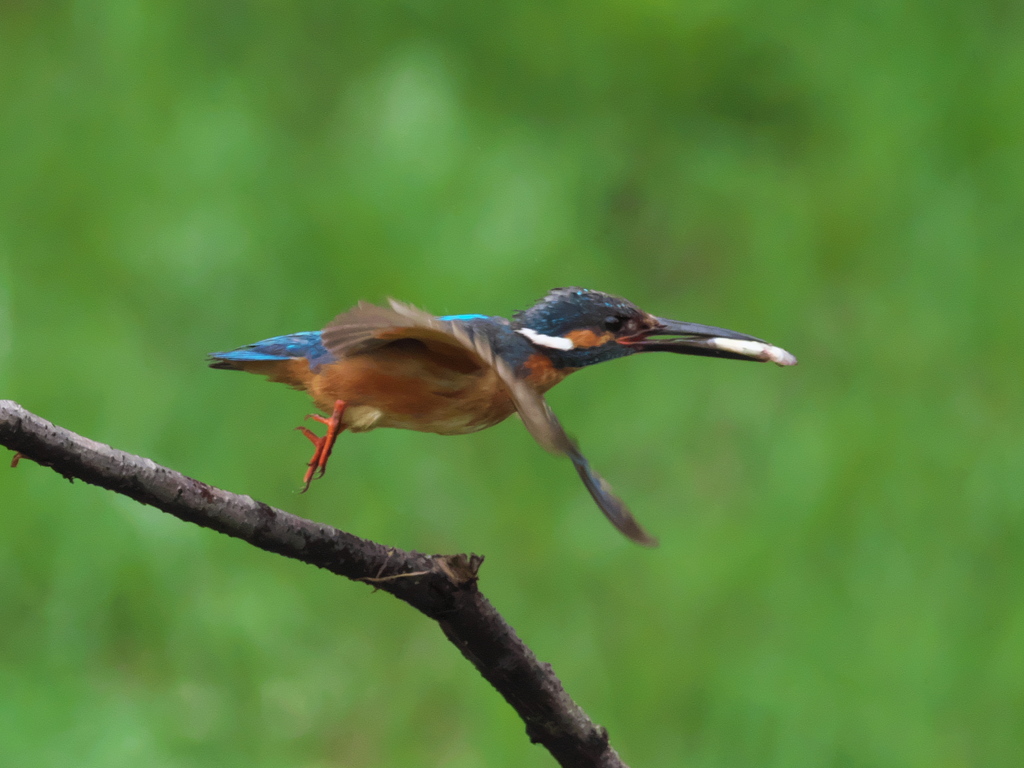 お持ち帰り 15-2