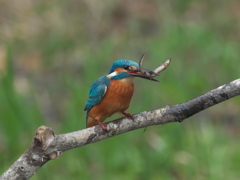 止り木 76-2（雄）