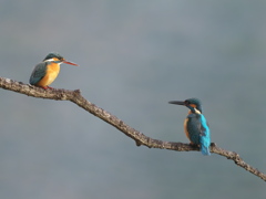 止り木 341（雄と雌）