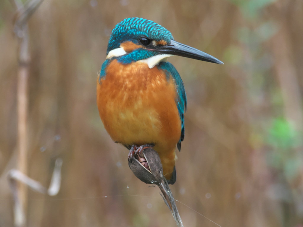 止り木 78（父親）