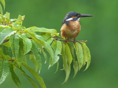 栗の木 1（父親）