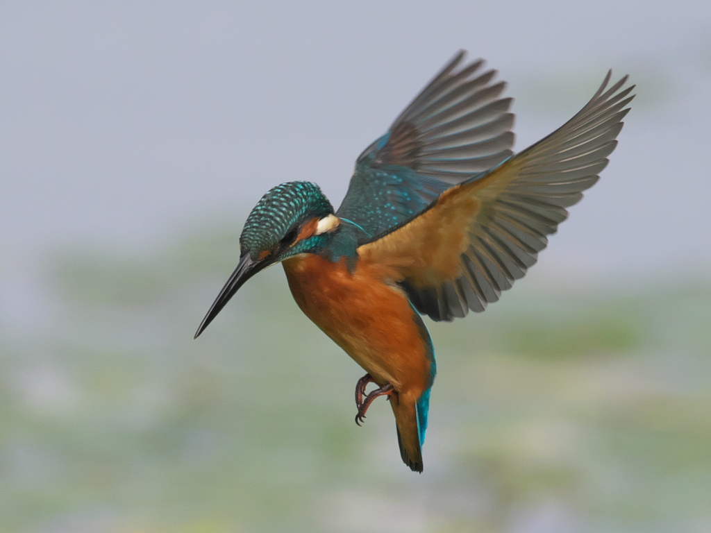 ホバ 12-1（父親）