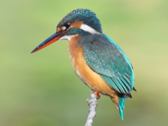 止り木 82（嫁候補）