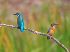 止り木 333（雄と雌）