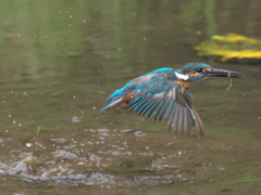 浮上 59-1（父親 エビ獲れたよ）