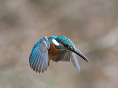 ホバ 37-1（父親）