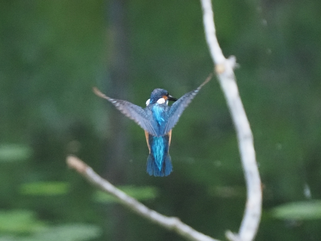 ホバ 2-4(とまり木の向こう側で)