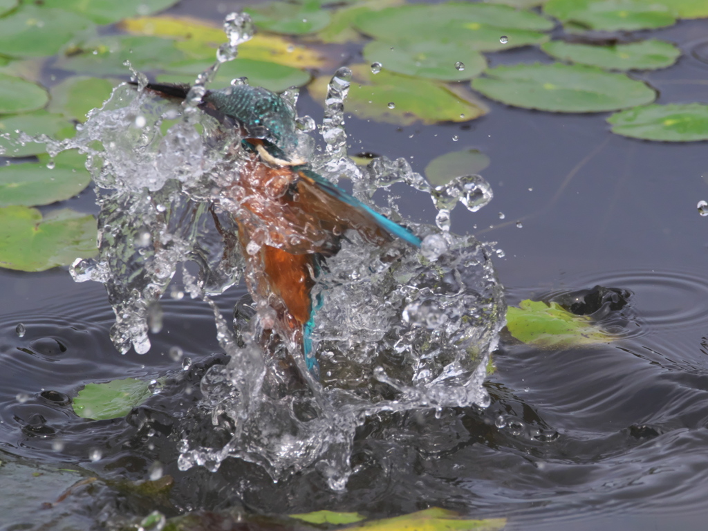飛び込みシーケンス 23-3（父親 直近）