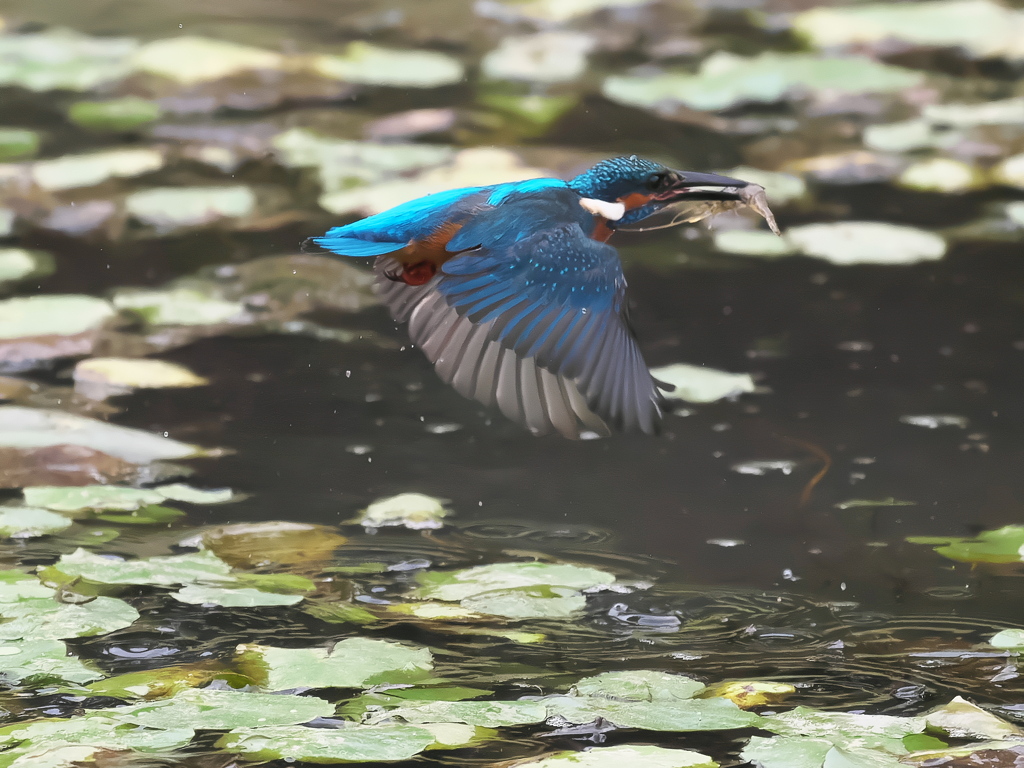 エビ獲れたよ 60