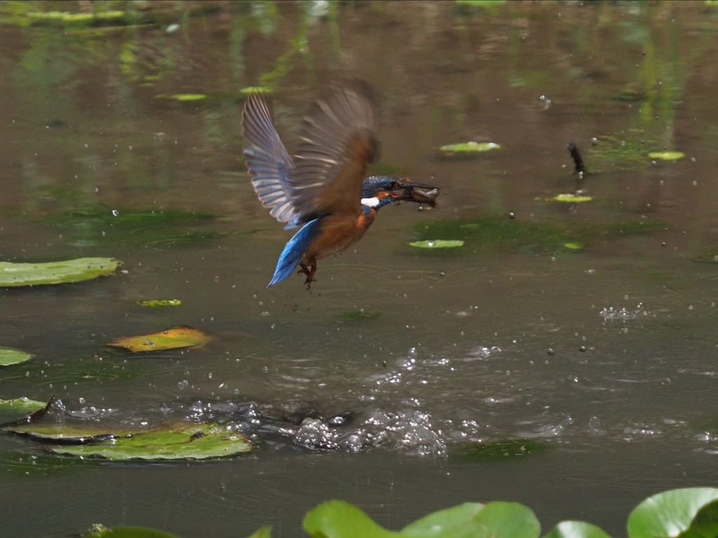 ザリガニ獲れたよ 2-2