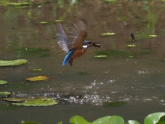 ザリガニ獲れたよ 2-2