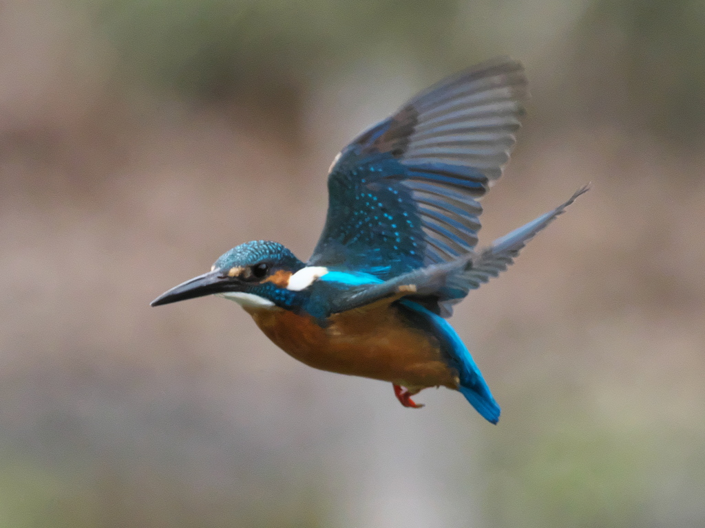 ホバ 43-2（父親）