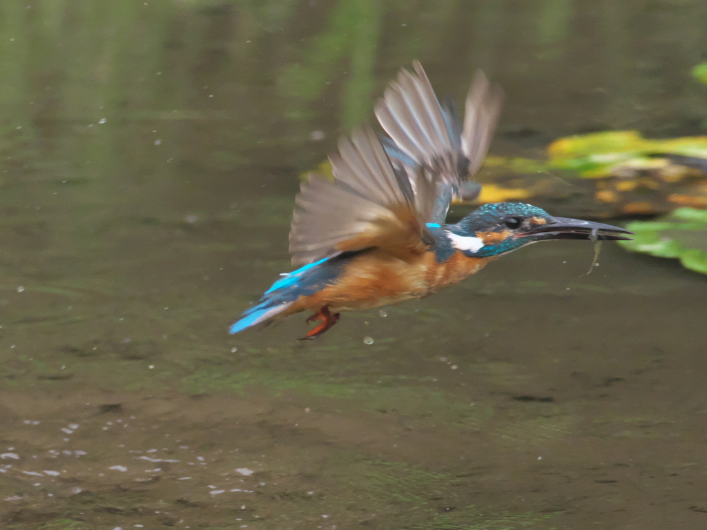 浮上 59-2（父親 エビ獲れたよ）