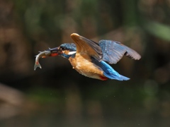 お魚獲れたよ 58 お魚獲れたよ 58