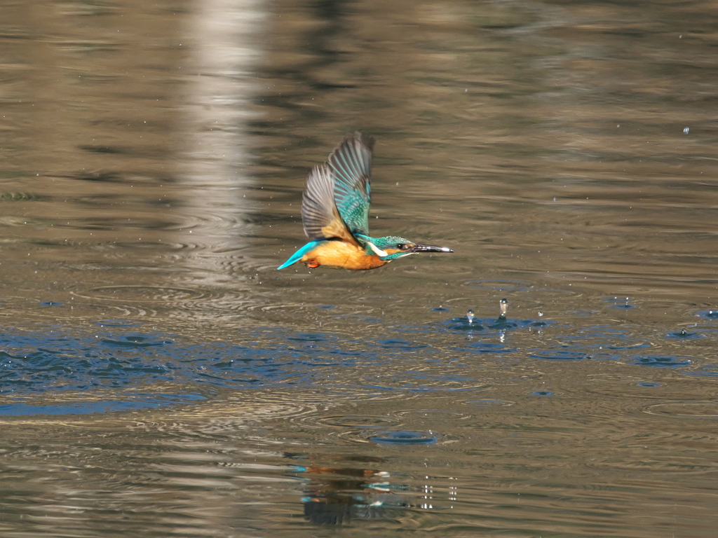 浮上 414-2（父親）