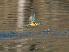 浮上 414-2（父親）