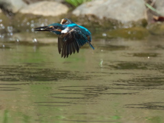 お魚獲れたよ 45
