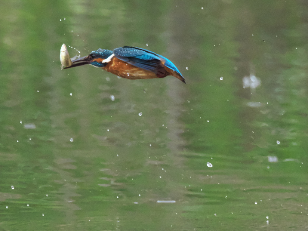 お魚獲れたよ 26