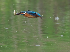 お魚獲れたよ 26