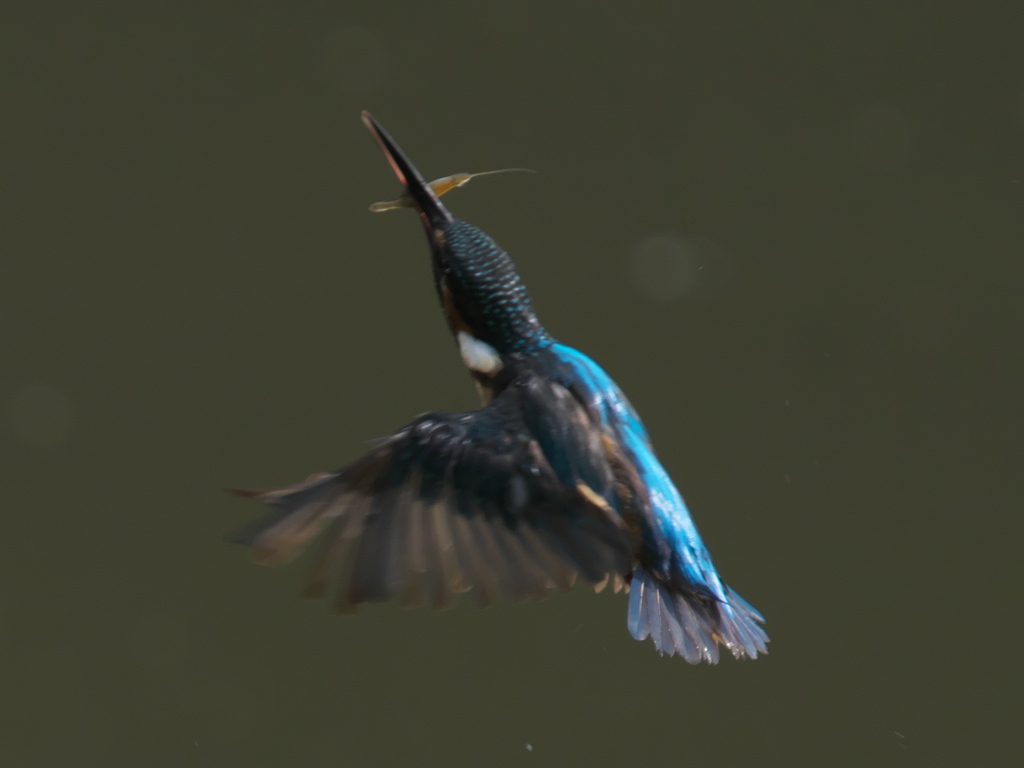 エビ獲れたよ 27（父親）