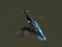 エビ獲れたよ 27（父親）