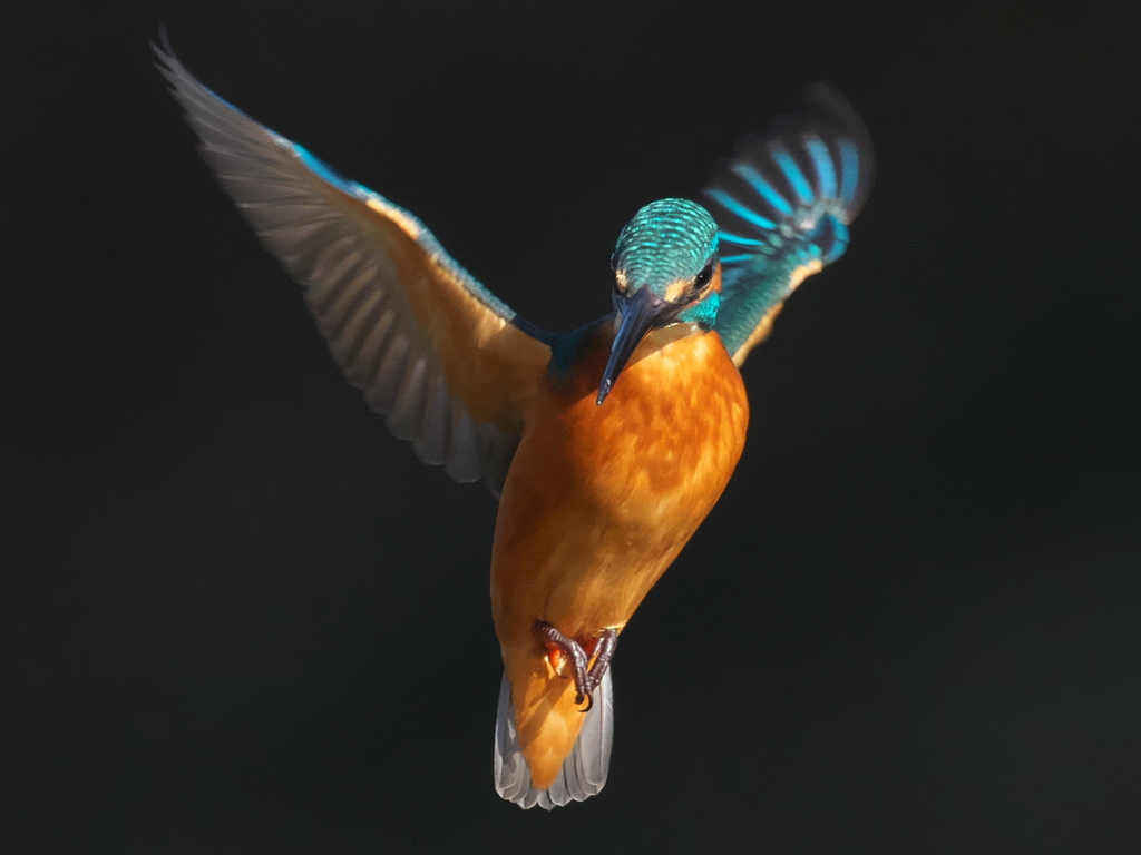 ホバ 22-1（父親）