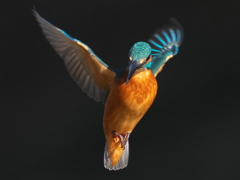 ホバ 22-1（父親）