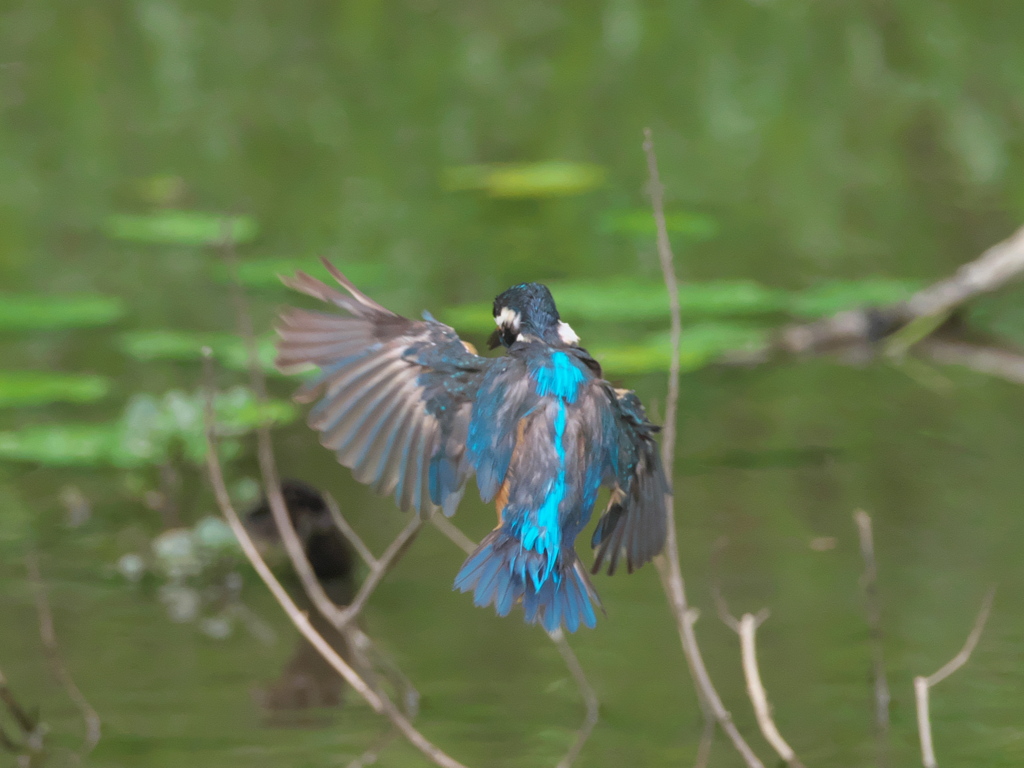 飛び込みシーケンス 5-1（父親）
