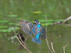 飛び込みシーケンス 5-1（父親）