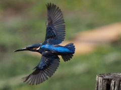 飛び出し 200419-4