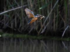 浮上 1279-2 浮上 1279-2
