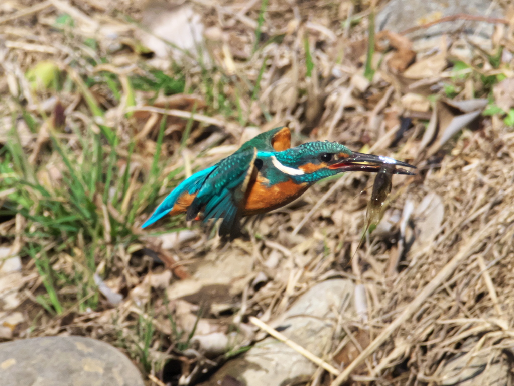 浮上 422（父親）