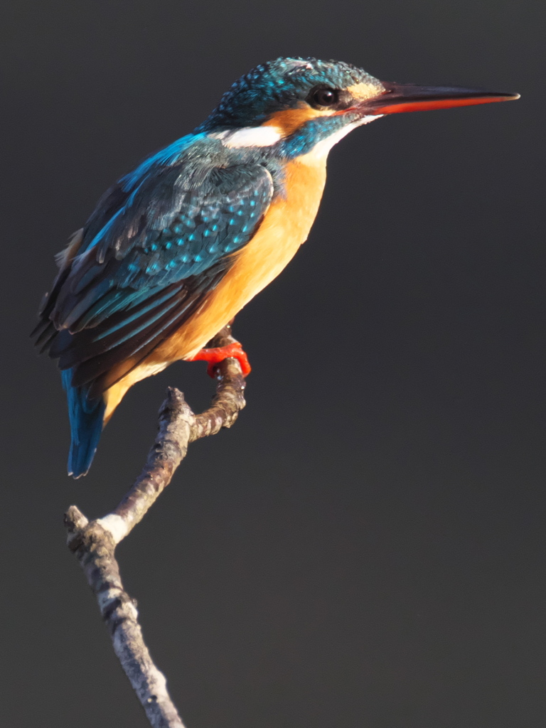 止り木 133（嫁候補）