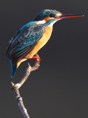 止り木 133（嫁候補）