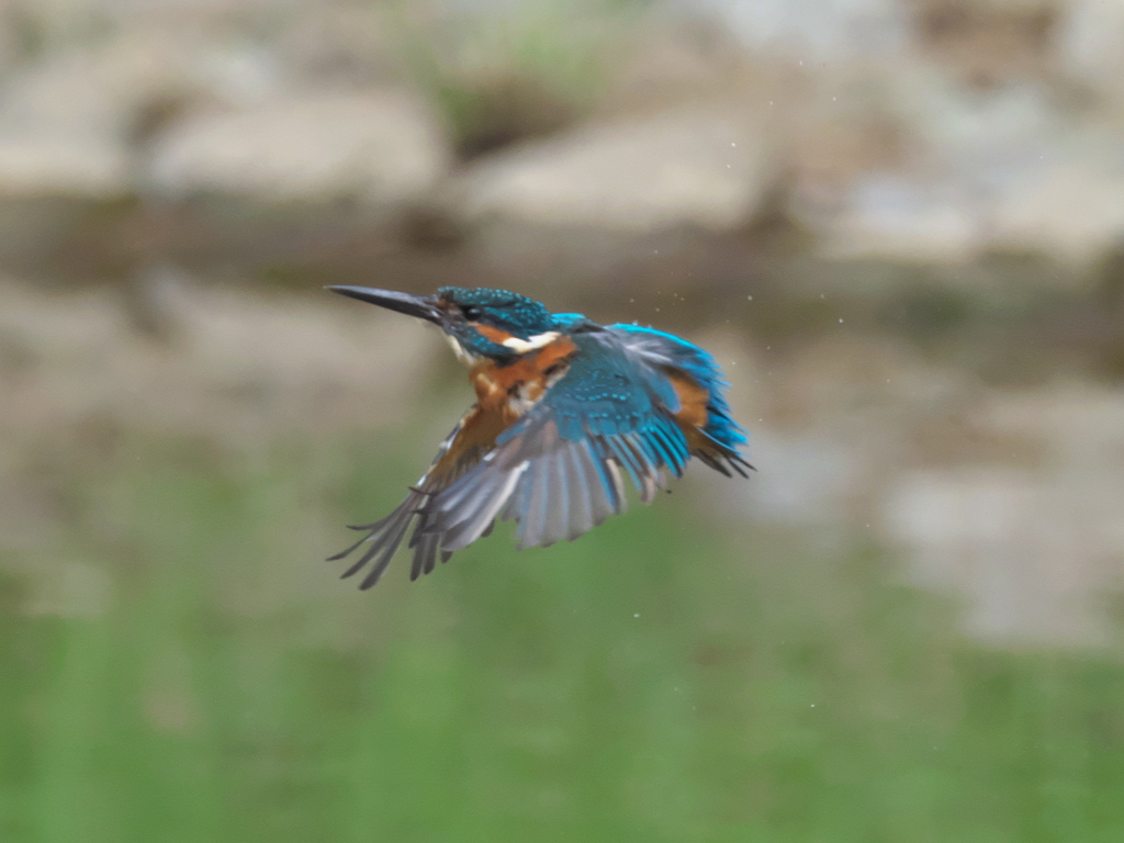 水浴び 5-2（父親）