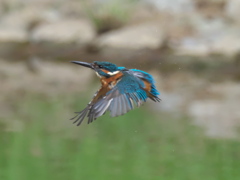 水浴び 5-2（父親）