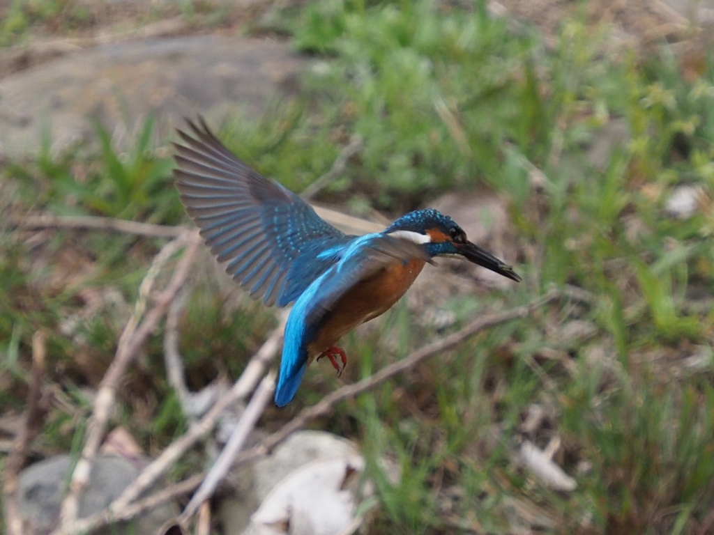 初めてホバ撮れました 200411-1