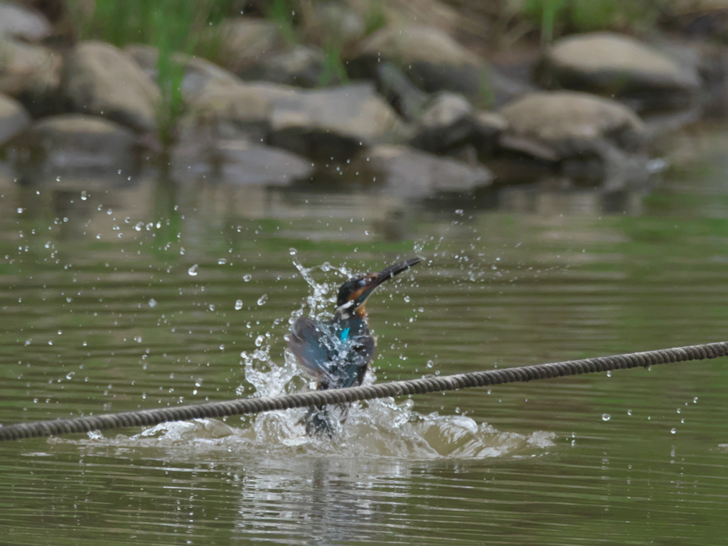  水浴び 1-1（父親）