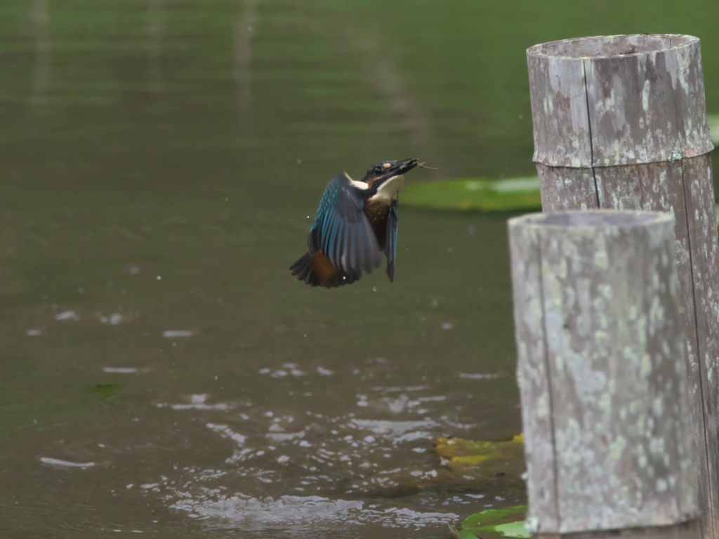浮上 31-2（雛 小エビ獲れたよ）